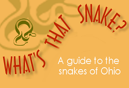What Snake is it? landing page