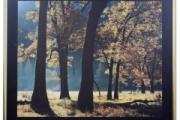 Image of Black Oaks in Autumn art print