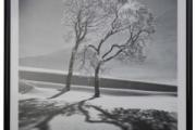 Image of Trees in Snow art print